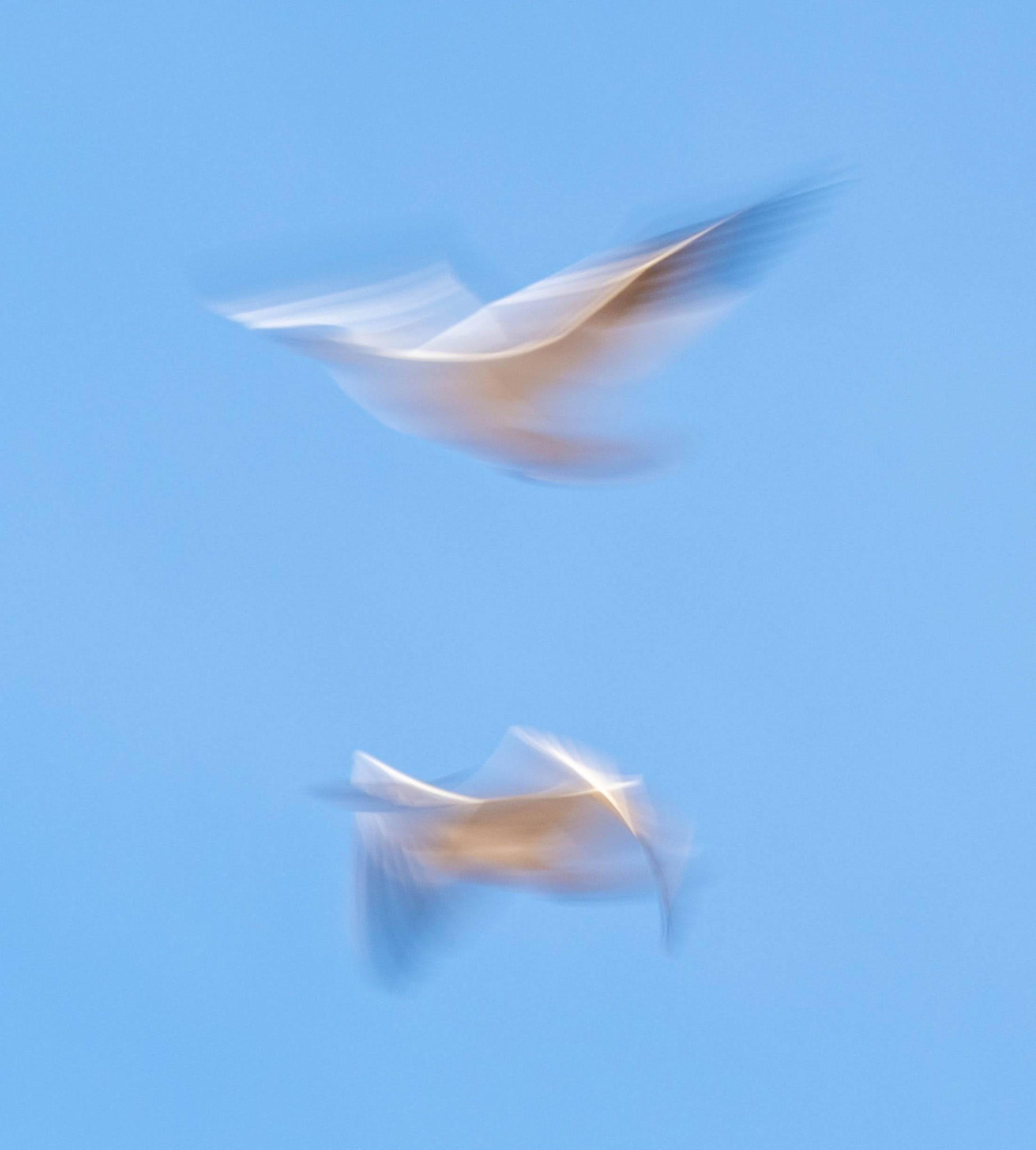 Snow Geese flying using blur technique